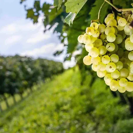 Stunning Maison Du Maitre Near Cognac Private Pool Vakantiehuis Haimps