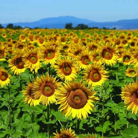 Vakantiehuis Stunning Maison Du Maitre Near Cognac Private Pool Haimps